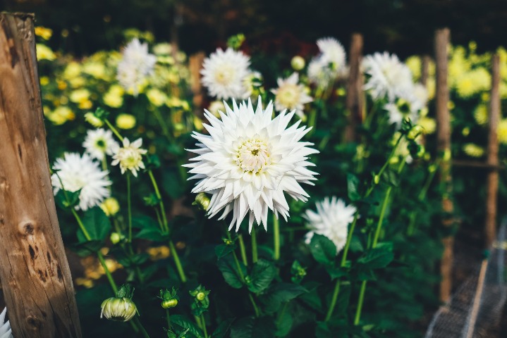 wild flowers